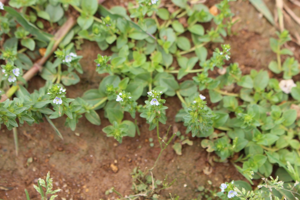 Veronica serpyllifolia L.